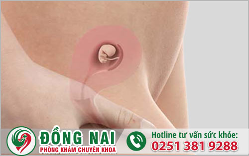 da khoa hong phuc
