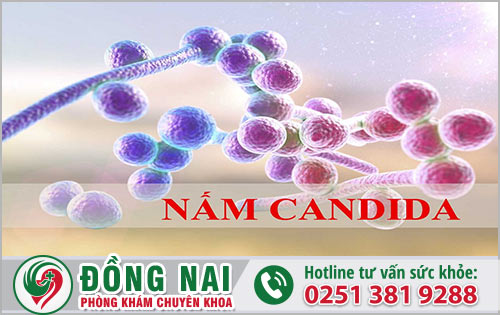 Nấm Candida là gì?