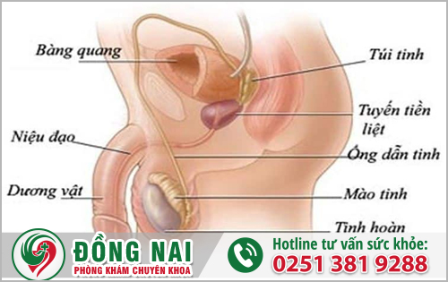 Vị trí của tinh hoàn trong bộ phận sinh dục nam