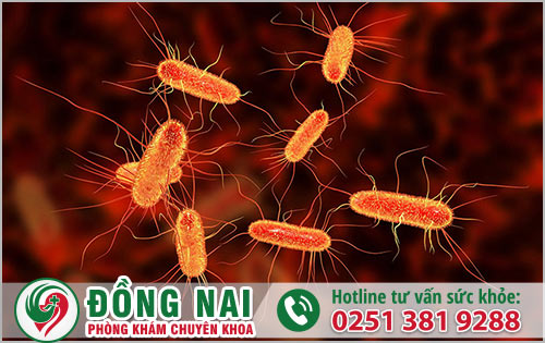 Khuẩn E.coli là nguyên nhân phổ biến gây viêm đường tiết niệu nữ giới