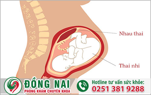 Hình ảnh nhau thai và thai nhi trong bụng mẹ